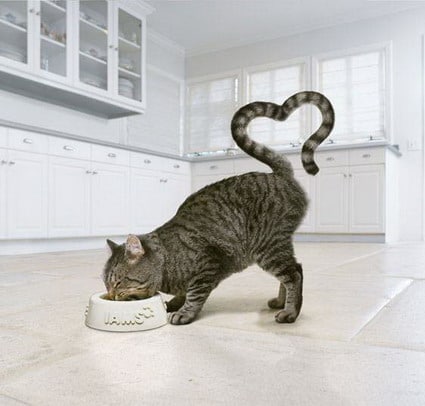 Cat Food Ad