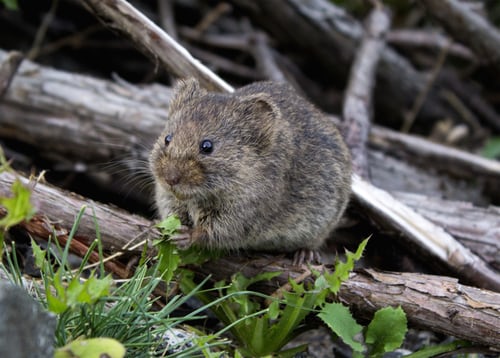 brown-rodent-eating-grass