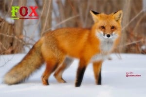 Fox