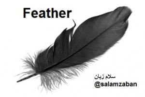 Feather