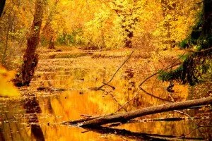 autumn-yellow-gold-water