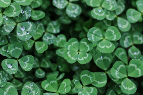 closeup-photo-of-green-plant