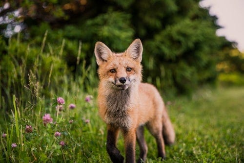 brown-animal-on-green-grass