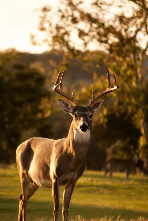 brown-deer-standing-on-green-grass-field