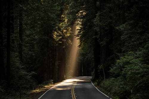 empty-concrete-road-covered-surrounded-by-tall-tress-with-sun-rays