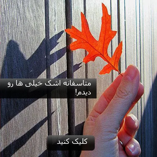 Leaf-lonely-autumn
