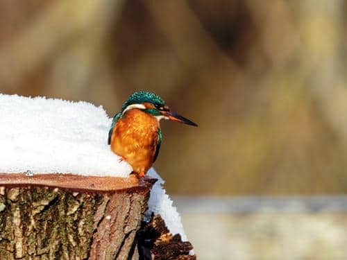 green-humming-bird-porches