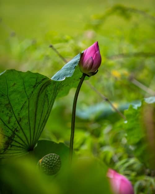 purple-petaled-flowers