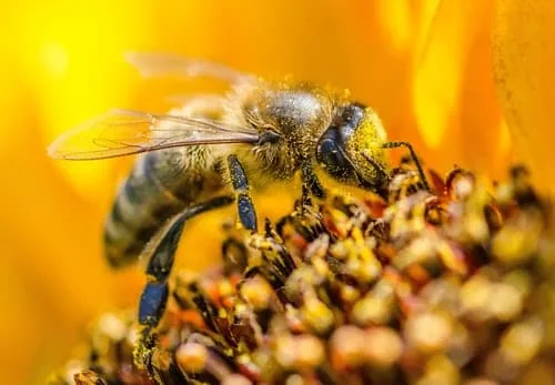 yellow-wasp