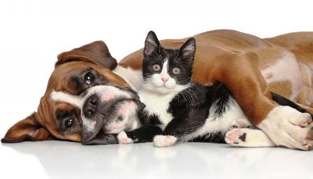 pets-health-داستان کوتاه انگلیسی حیوانات خانگی