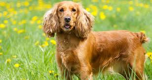 spaniel-dog-cute داستان کوتاه انگلیسی یک سورپرایز