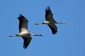 glide