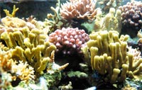 corals