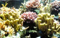 corals
