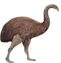 moa