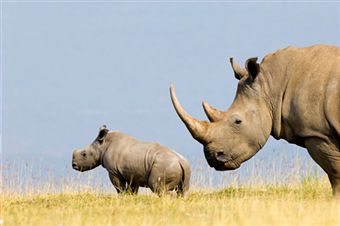 rhinoceros-young