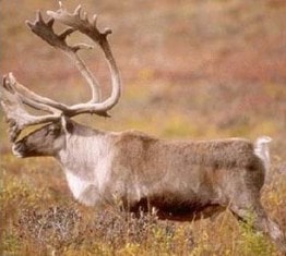 Caribou