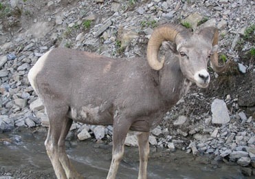 bighorn_sheep