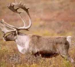 Caribou