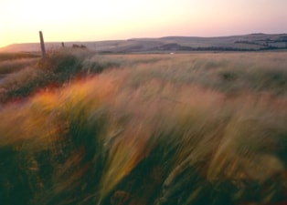 windswept