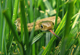 slithery snake-grass