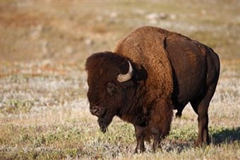 bison