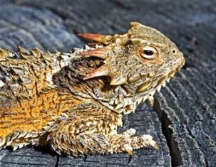 horned-lizard