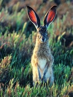 jackrabbit