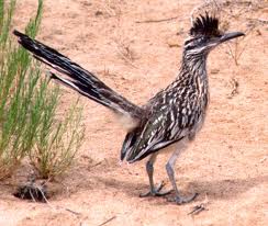 Roadrunner