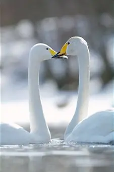 swan