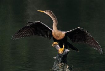 Anhinga