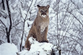 Cougar