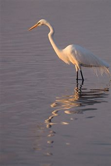 Egret