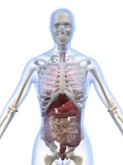 anatomy_2