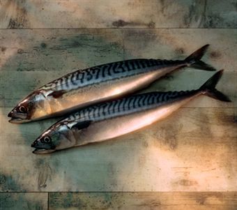 Mackerel