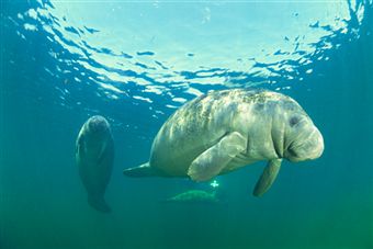 Manatee