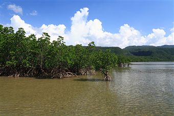 Mangrove_tree