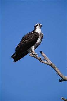 Osprey