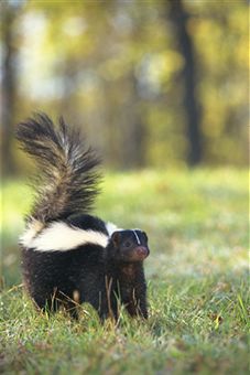 Skunk