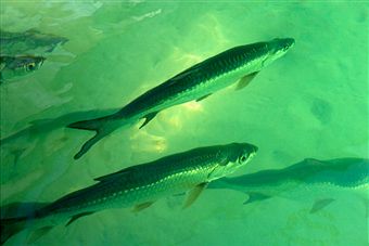 Tarpon