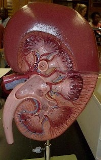 kidney