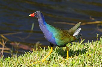 Gallinule