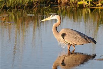 The Florida Everglades :: The Florida Everglades