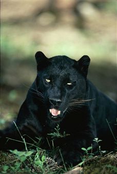 Panther