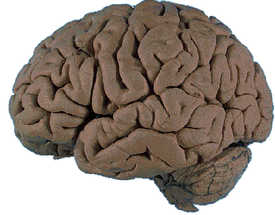 brain