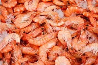 Shellfish