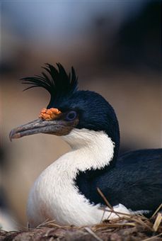 cormorant