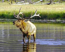 elk