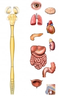 endocrine