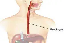 esophagus